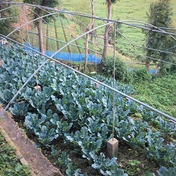 Farm at Nuwara Eliya
