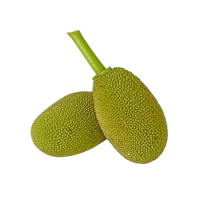Organic Polos gedi