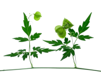 Organic Penela kola