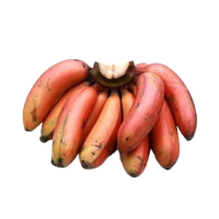 Organic Banana- Red