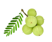 Organic Beheth Nelli