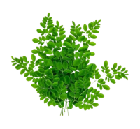 Organic Murunga Kola