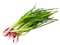 Organic Onion Leaves