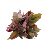 Organic Thampala Red