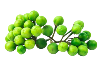 Organic ThitthaThibbatu