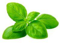 Organic Basil Leaves