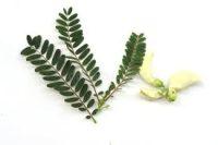 Organic Kathurumurunga Mal