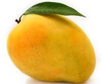 Organic Gira mango