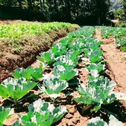 Farm at Bandarawela