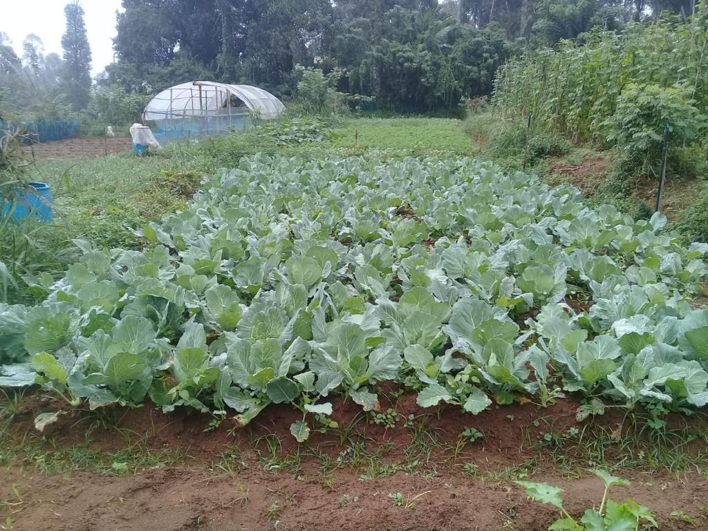 Farm at Bandarawela