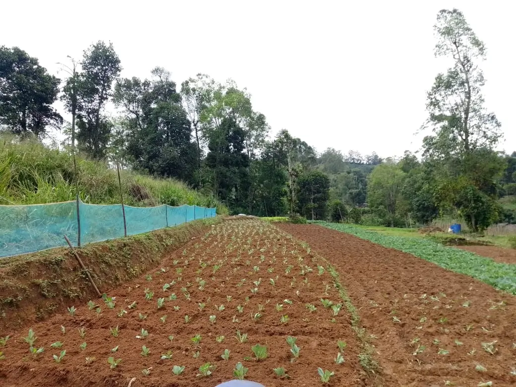 Farm at Bandarawela