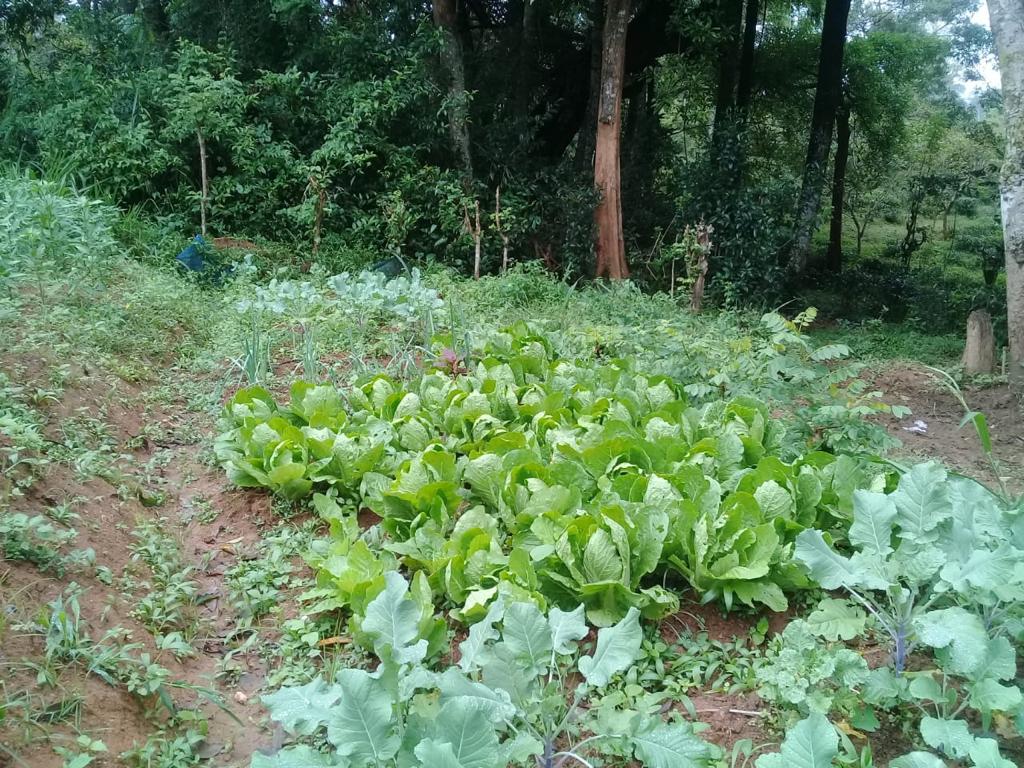 Farm at Bandarawela