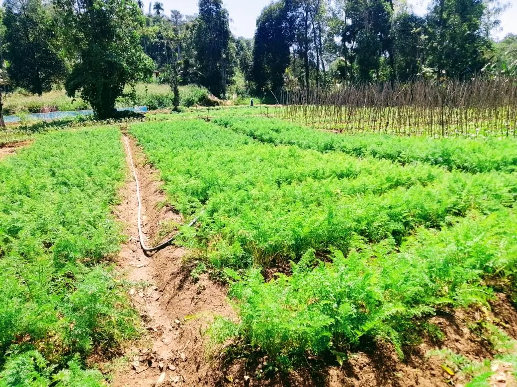 Farm at Bandarawela