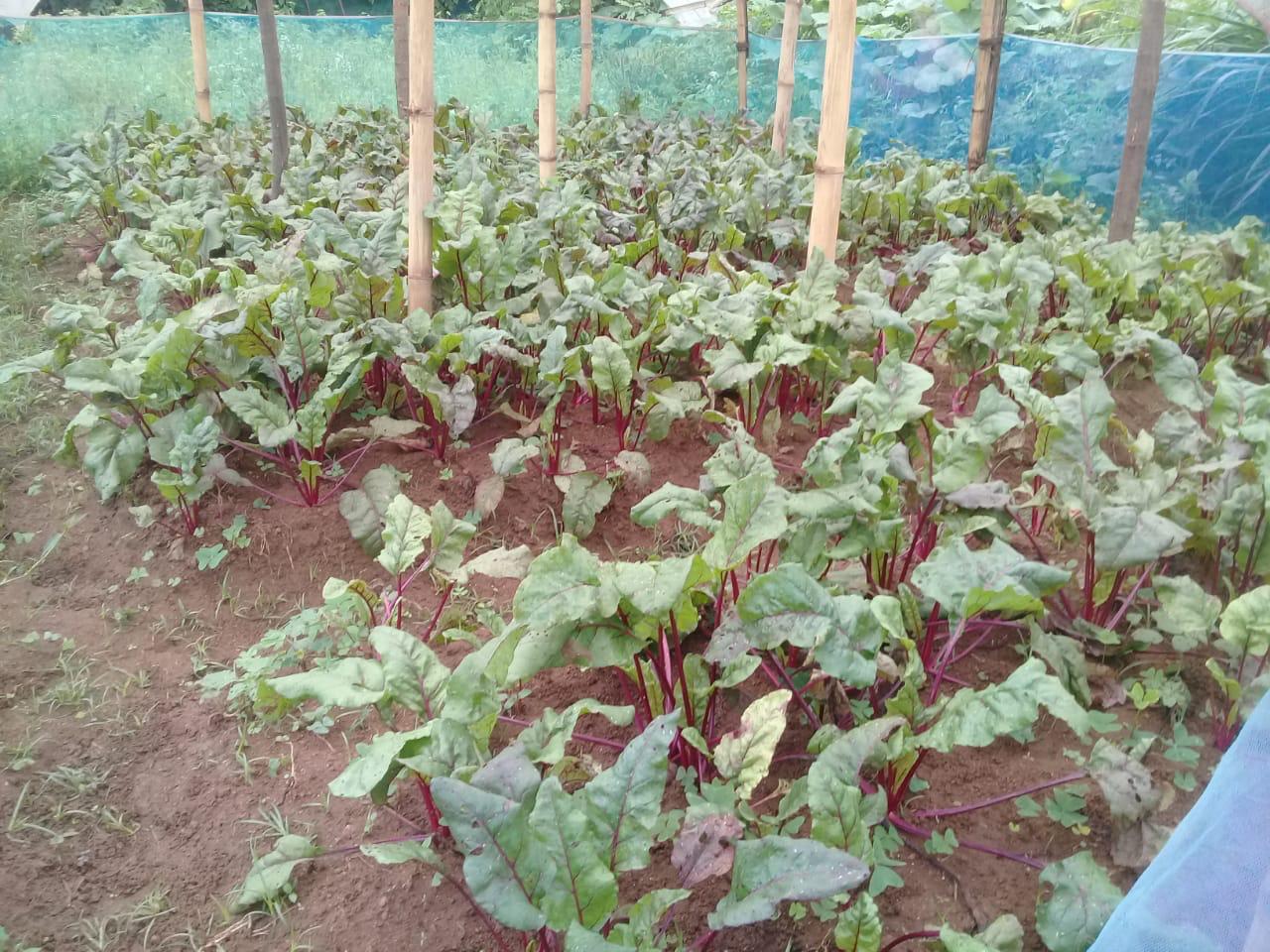 Farm at Bandarawela