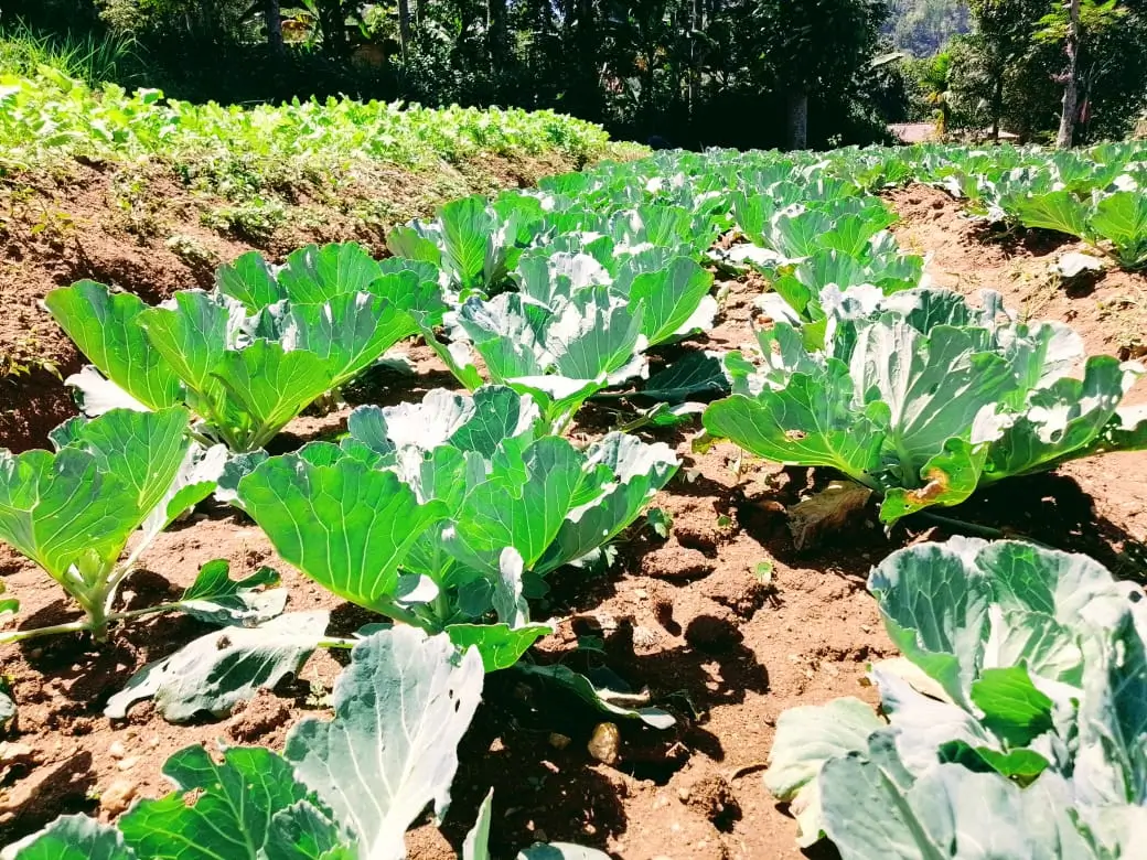 Farm at Bandarawela