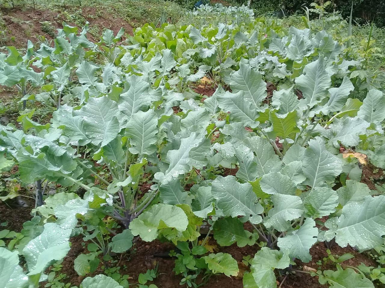 Farm at Bandarawela