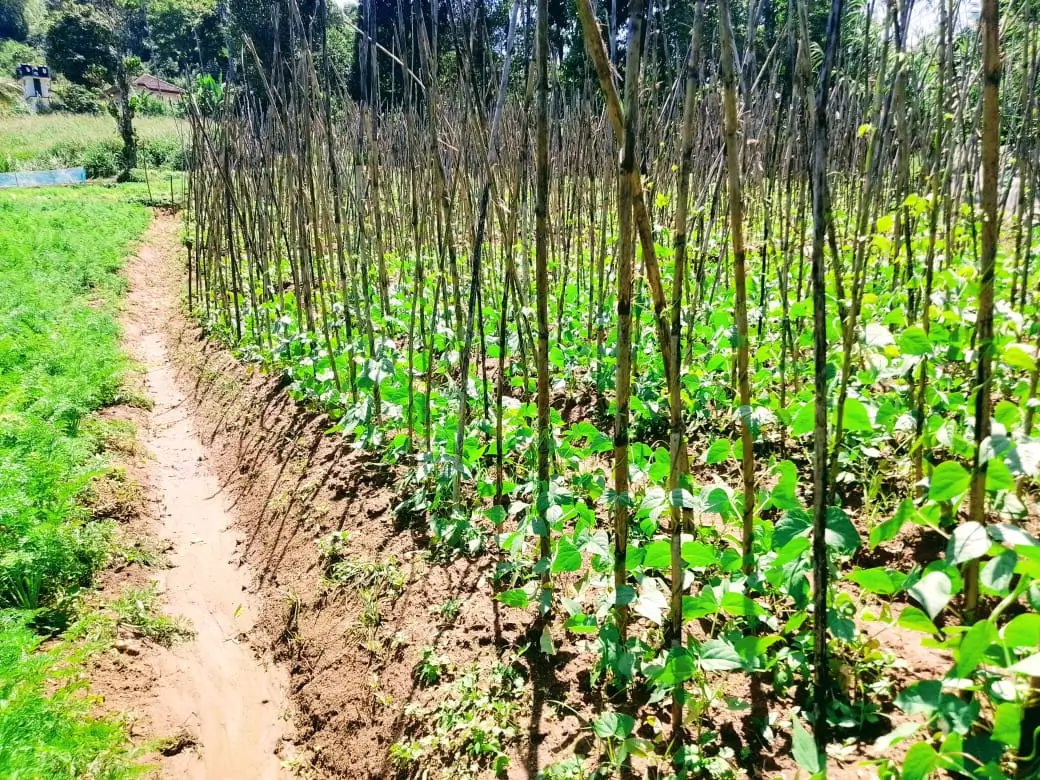 Farm at Bandarawela