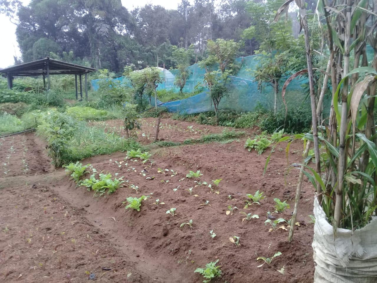 Farm at Bandarawela