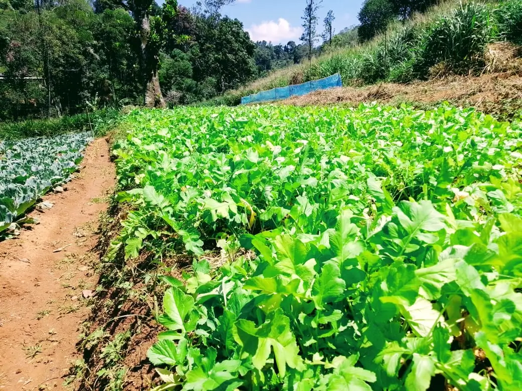 Farm at Bandarawela