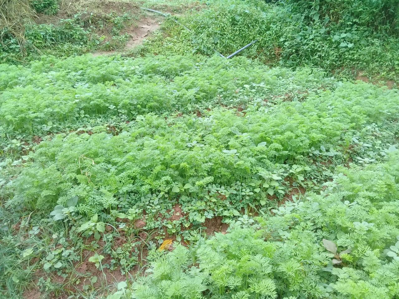 Farm at Bandarawela