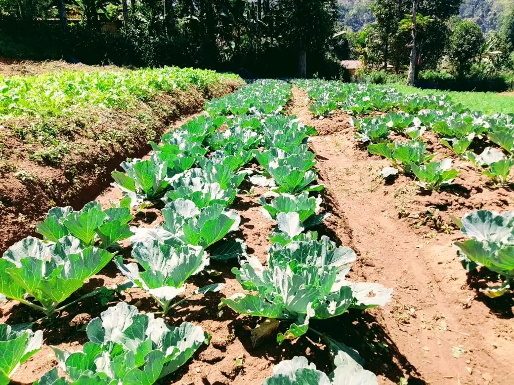 Farm at Bandarawela