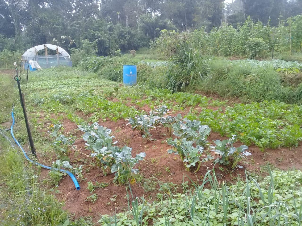 Farm at Bandarawela