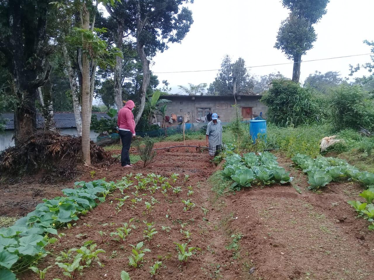 Farm at Bandarawela