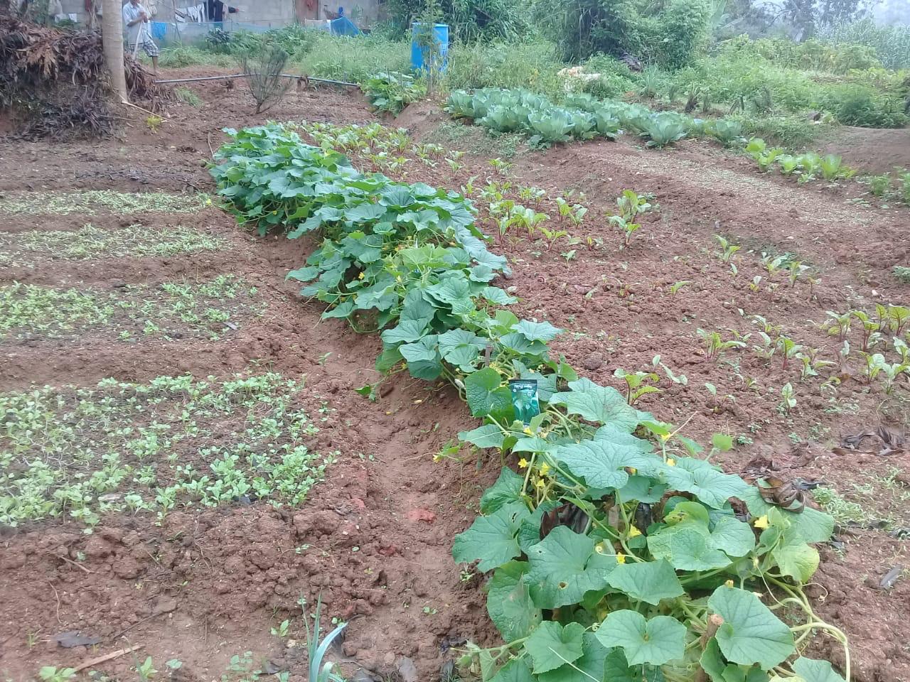 Farm at Bandarawela