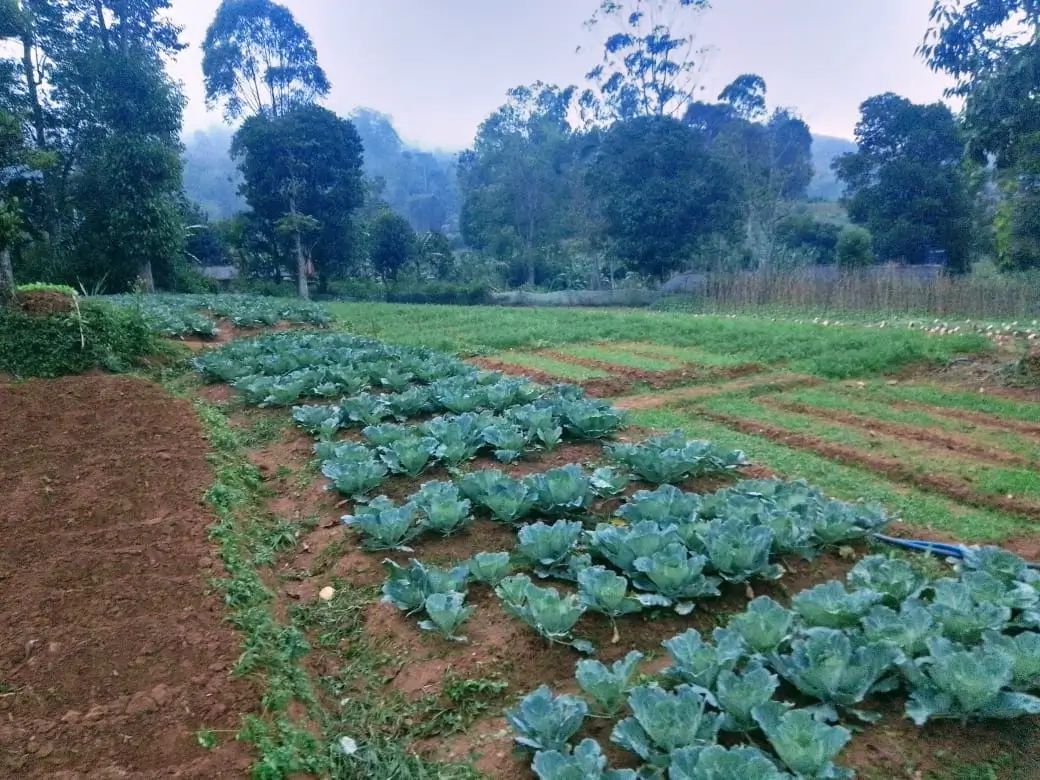 Farm at Bandarawela