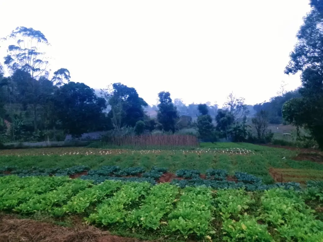 Farm at Bandarawela