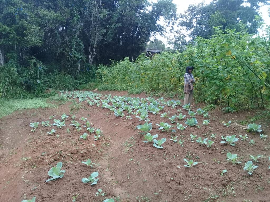 Farm at Bandarawela