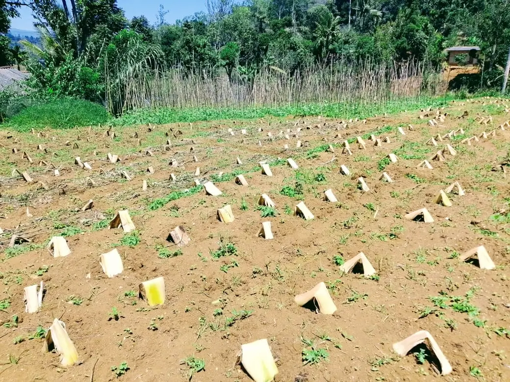 Farm at Bandarawela
