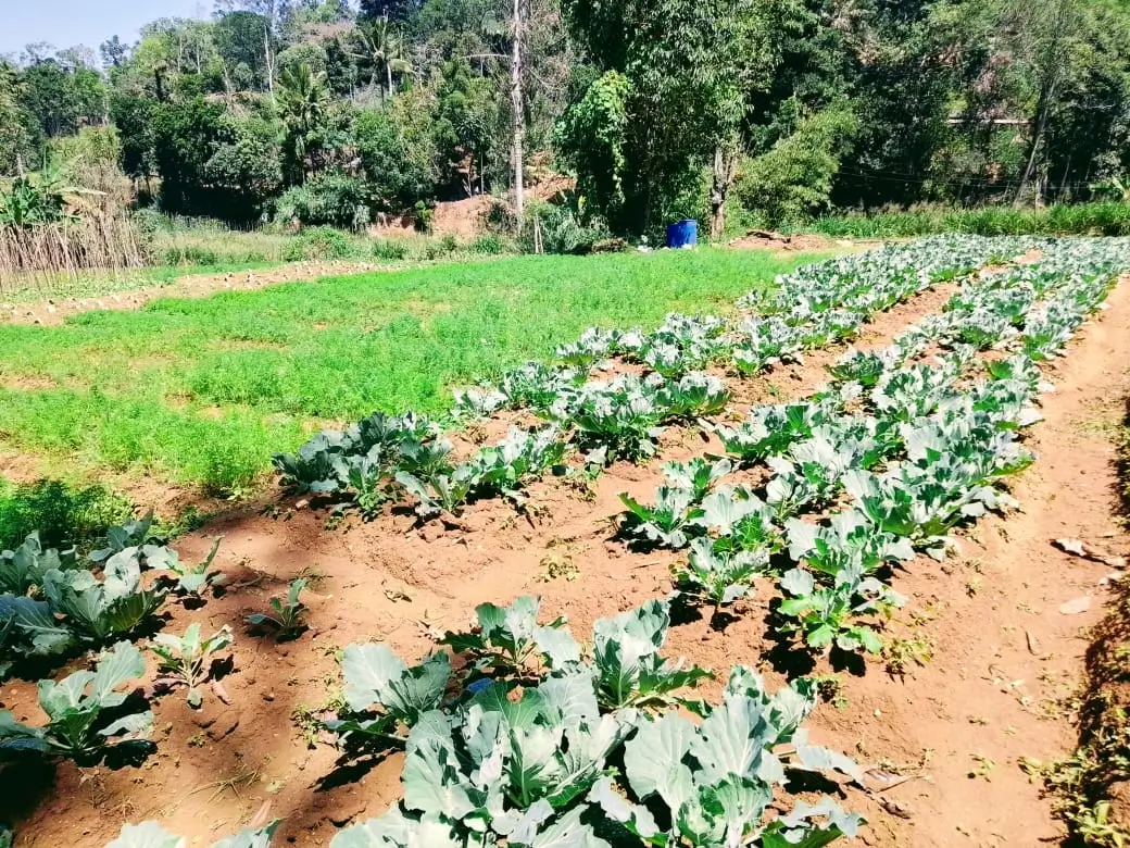 Farm at Bandarawela