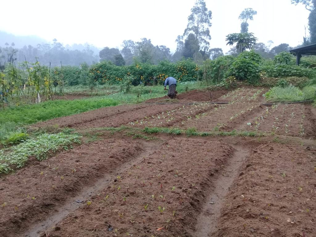 Farm at Bandarawela