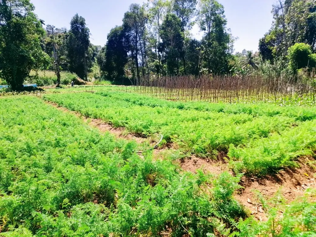 Farm at Bandarawela