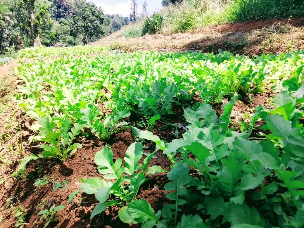 Farm at Bandarawela