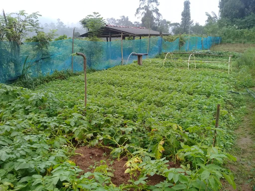 Farm at Bandarawela