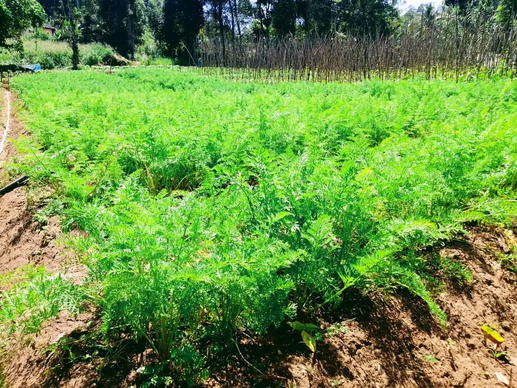 Farm at Bandarawela