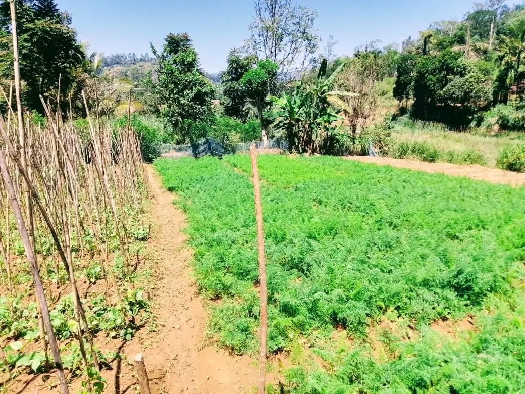 Farm at Bandarawela