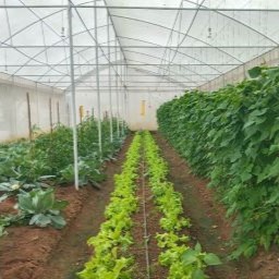 Climate Smart Organic Agri Park
