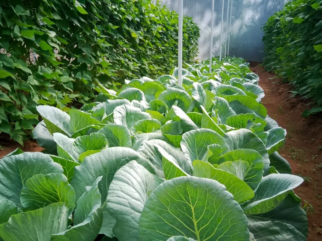 Farm at Gampola