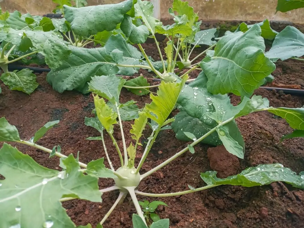 Farm at Gampola