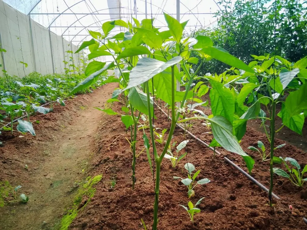 Farm at Gampola