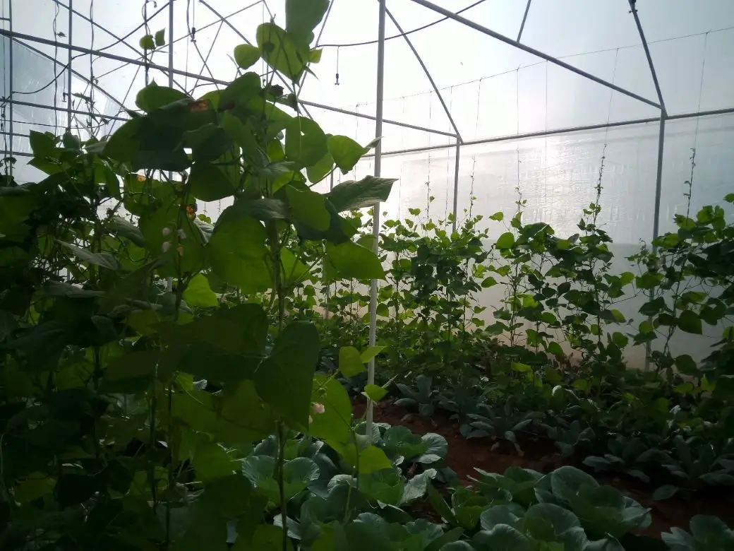 Farm at Gampola