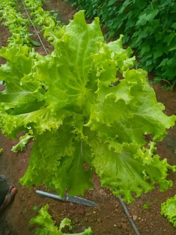 Farm at Gampola
