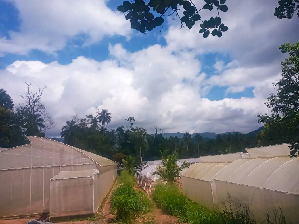Farm at Gampola