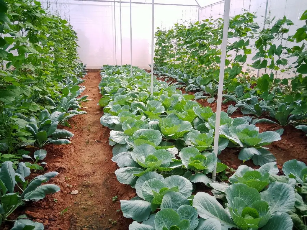Farm at Gampola