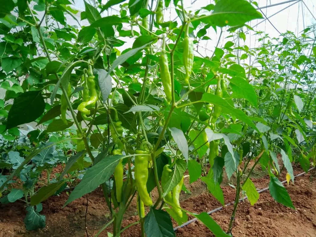 Farm at Gampola