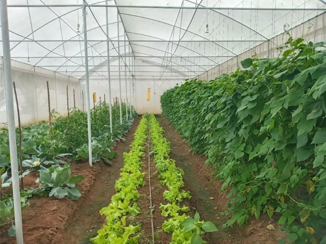 Farm at Gampola