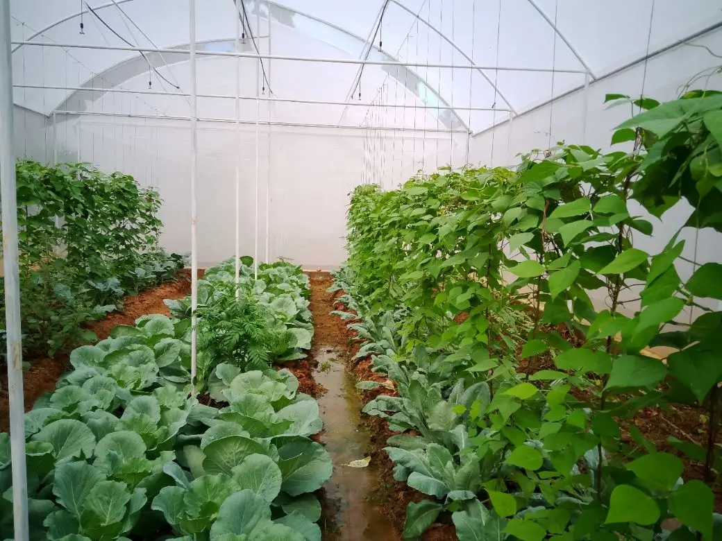 Farm at Gampola